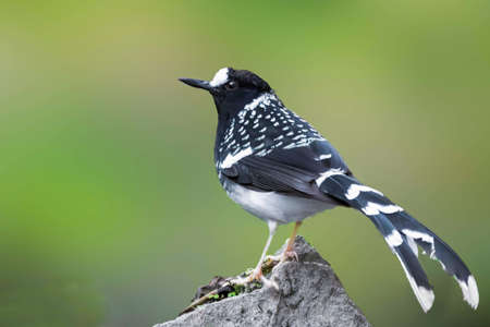 The spotted forktail (Enicurus maculatus) is a species of bird in the family Muscicapidae. It is found in the Himalayas and the hills of Northeast India, Bangladesh, Myanmar, and southern China includの写真素材