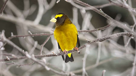 The evening grosbeak (Hesperiphona vespertina) is a passerine bird in the finch family Fringillidae found in North Americaの写真素材
