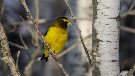 The evening grosbeak (Hesperiphona vespertina) is a passerine bird in the finch family Fringillidae found in North Americaの写真素材