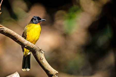 The flame-throated bulbul (Rubigula gularis) is a member of the bulbul family of passerine birds and the state bird of Goaの写真素材