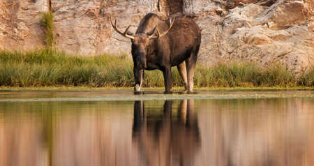 The moose (in North America) or elk (in Eurasia) (Alces alces) is a member of the New World deer subfamily and is the largest and heaviest extant species in the deer familyの写真素材