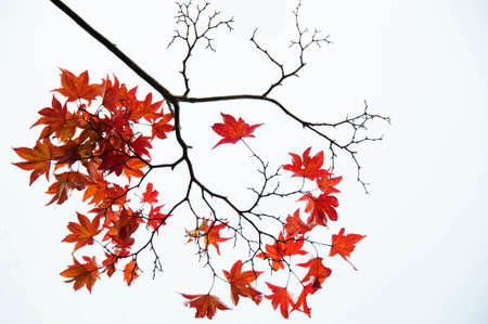 red maple leaves in the skyの写真素材
