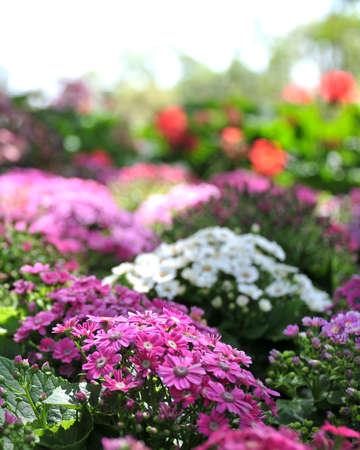 flowers bloom in the gardenの写真素材