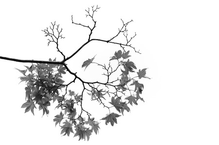 Maple branches  and leaves in black and whiteの写真素材