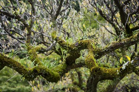 Moss and branches in the forest