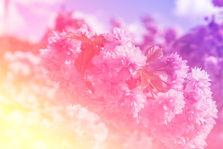 Vintage colors of cherry blossom in the park.の写真素材