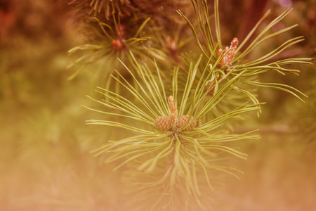 Pine cones and branch, Larix leptolepis in vintage colors.の写真素材