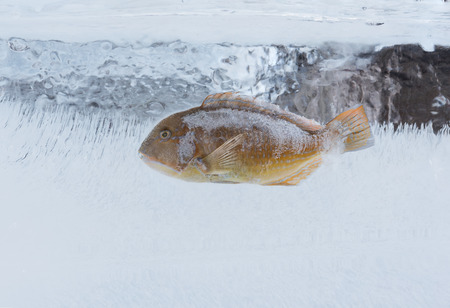FrozenParrotfish fish in a block of ice