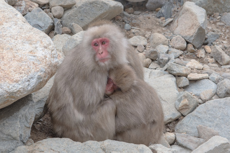 japanese snow monkeys cold feeling before snowfall in the park, Jigokudani Wild Monkey Park, Yamanouchi-machi, Nagano, Japan.の写真素材