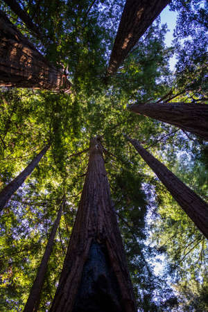 Looking up at very tall trees in a California National Forest in day time.
