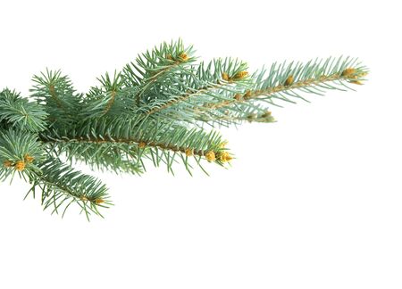 Fir branch isolated on white backgroundの写真素材