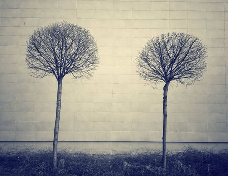 Bare trees against a wallの素材