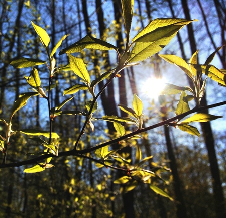 Sun in the springの素材