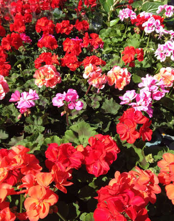 Flowers for saleの素材