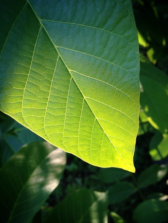 Walnut leaf macroの素材