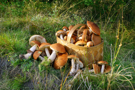 Basket with mushrooms in the forest の写真素材