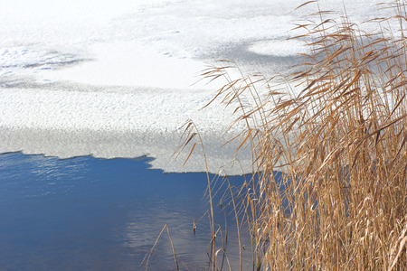 reeds against melting lakeの写真素材