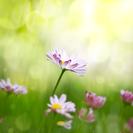 Sunny meadow with daisiesの写真素材