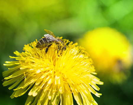 bee on flowerの写真素材