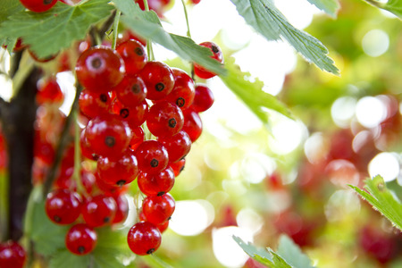 redcurrant closeup