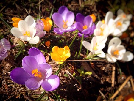 Crocus flowersの素材