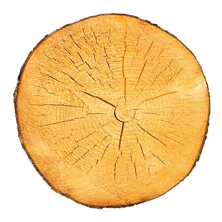 tree trunk cross section, isolated on white, clipping path includedの写真素材