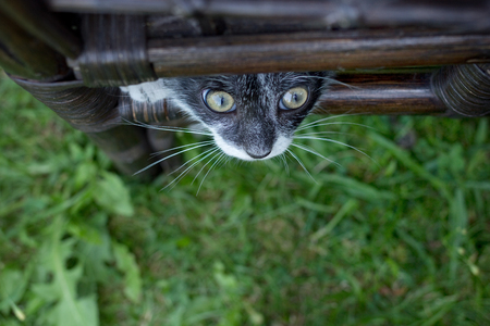 Little cat playing in the garden.の写真素材