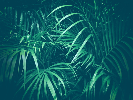 dark green palm jungle foliage nature backgroundの写真素材