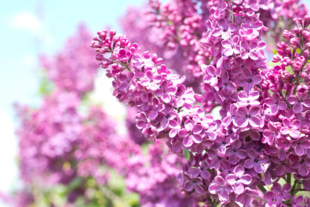 spring branch of blossoming lilacs against blue sky background, selective focusの写真素材