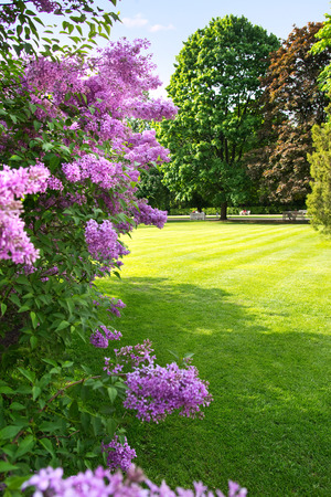 lilac tree against sunny, spring park landscapeの写真素材