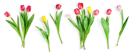 tulip flowers set isolated on whiteの写真素材