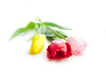 bouquet of three tulip flowers isolated on white backgroundの写真素材