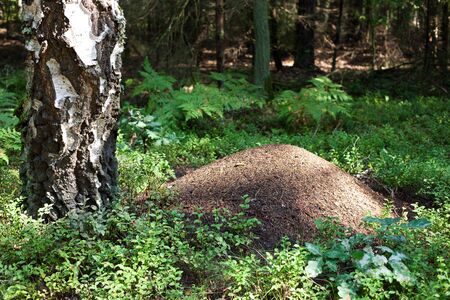 big ant hill in the forestの写真素材