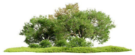 Green oak trees, shrubs and meadow isolated on white background. Forest or park design element. Realistic 3D render, 3D illustration.の写真素材