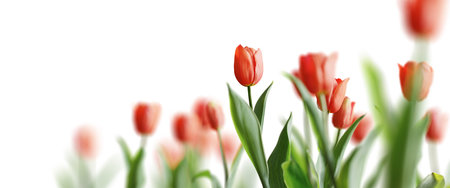 Group of red beautiful tulips isolated on white background. Shallow depth of field. 3D rendering.の写真素材