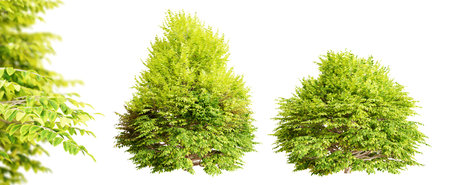 Golden Privet shrubs ( Ligustrum Ovalifolium ) bushes isolated on white background. 3D rendering. 3D illustration.の写真素材