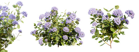 Hydrangea bushes in blossom isolated on white background. 3D rendering.の写真素材