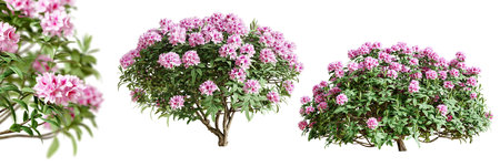 Rhododendron bushes in blossom isolated on white background. 3D rendering.の写真素材