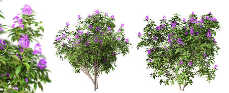 Rhododendron Ponticum bushes in blossom isolated on white background. 3D rendering.の写真素材