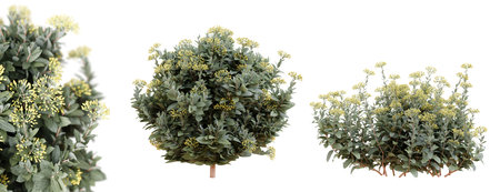 Fireweed (Epilobium Angustifolium) plant with purple flowers isolated on white background. 3D rendering.の写真素材
