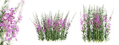 Fireweed (Epilobium Angustifolium) plant with purple flowers isolated on white background. 3D rendering.の写真素材