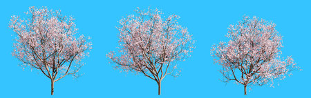 Set of flowering cherry trees isolated on blue background.の写真素材