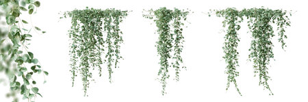Set of Dichondra creeper plant, isolated on white background. 3D rendering.の写真素材