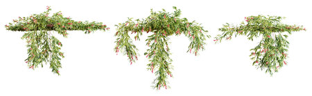 Set of Grevillea Poorinda creeper plant, isolated on white background. 3D rendering.の写真素材