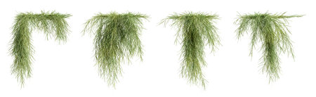 Set of Casuarina Glauca, creeper plants, isolated on white background. 3D rendering.の写真素材