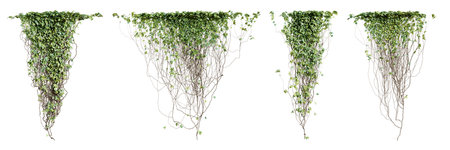 Set of Hedera Canariensis creeper plant, isolated on white background. 3D rendering.の写真素材