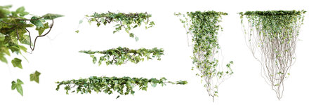 Set of Hedera Canariensis creeper plant, isolated on white background. 3D rendering.の写真素材