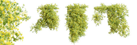 Set of Jasminum Nudiflorum creeper plant, isolated on white background. 3D rendering.の写真素材