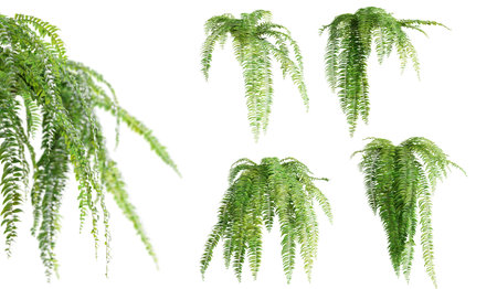 Set of Nephrolepis Biserrata plants, isolated on white background. 3D rendering.の写真素材