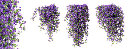Set of Phlox Paniculata creeper plant, isolated on white background. 3D rendering.の写真素材